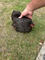 Kippen te koop per stuk 10€, Dieren en Toebehoren, Pluimvee
