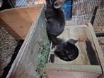 Chinchilla, Dieren en Toebehoren, Knaagdieren, April, Meerdere dieren, Chinchilla