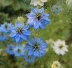 Damast nigellazaden (Nigella damascena), Tuin en Terras, Ophalen of Verzenden, Voorjaar, Volle zon, Zaad