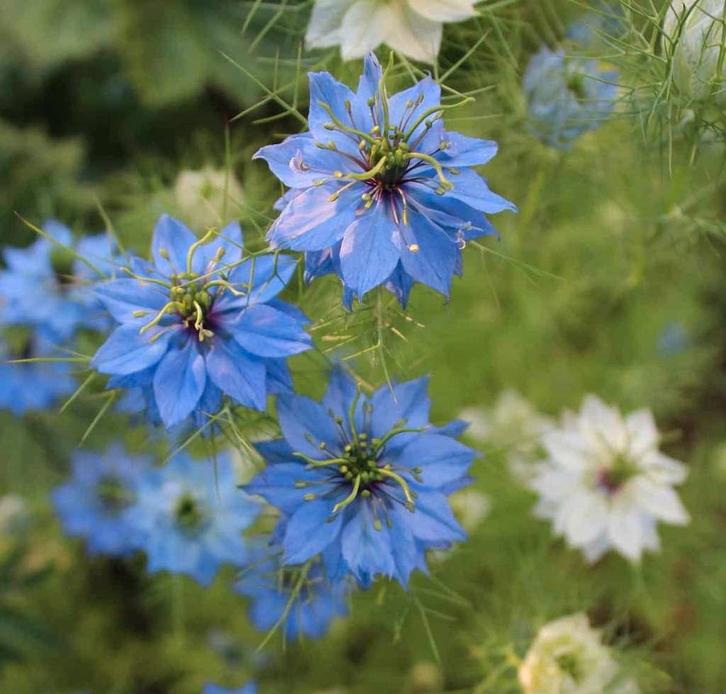 Damast nigellazaden (Nigella damascena), Tuin en Terras, Bloembollen en Zaden, Zaad, Voorjaar, Volle zon, Ophalen of Verzenden