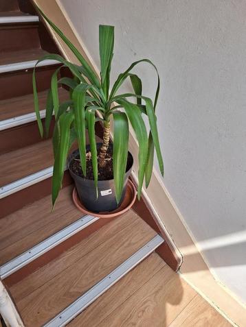 YUCCA  beschikbaar voor biedingen