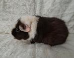 Nederland! Cavia zeug, Dieren en Toebehoren, Knaagdieren, Cavia, Vrouwelijk, Tam, Oktober