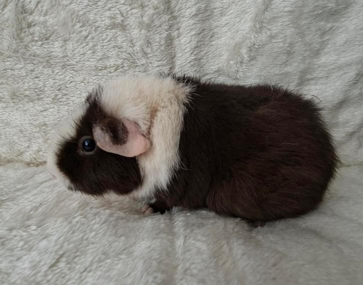 Nederland! Cavia zeug, Dieren en Toebehoren, Knaagdieren, Vrouwelijk, Cavia, Oktober, Tam
