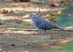 Blauwe grondduif mannen, Meerdere dieren, Tropenvogel, Geringd