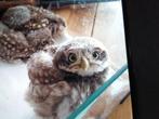 Steenuilen te koop, Dieren en Toebehoren, Vogels | Overige Vogels, Meerdere dieren, Roofvogel, Geringd