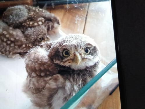Steenuilen te koop, Dieren en Toebehoren, Vogels | Overige Vogels, Roofvogel, Meerdere dieren, Geringd