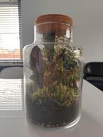 Terrarium met plant, Ophalen, Overige soorten, Halfschaduw, Minder dan 100 cm