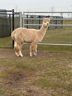 Alpaca merrie te koop, Dieren en Toebehoren, Juli, Vrouwelijk