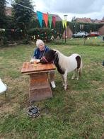 Te koop mini paardje, Animaux & Accessoires, Poneys, Étalon, Ne s'applique pas, Avec pedigree, 3 à 6 ans