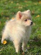 Speelse keeshondjes te koop, België, Keeshond, CDV (hondenziekte), 8 tot 15 weken