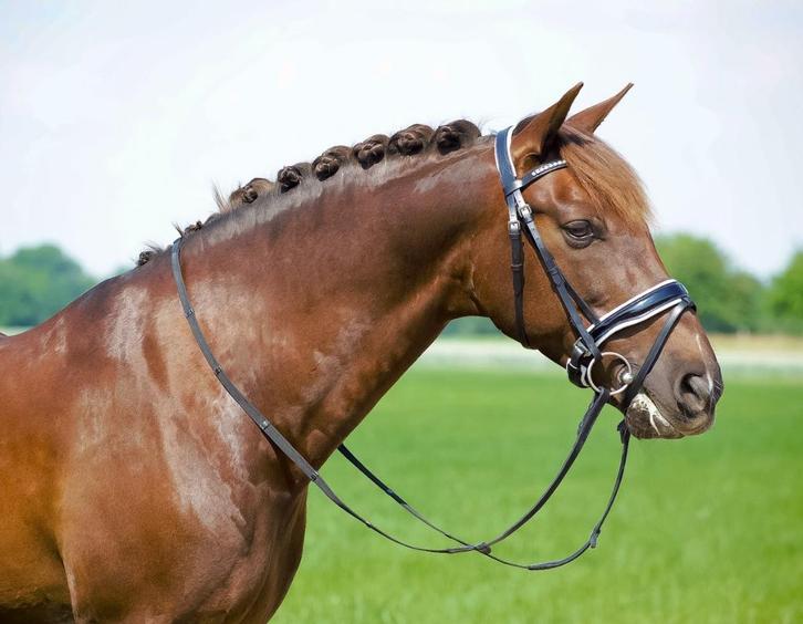 Profi-Rider Jupiter Hoofdstel Lak Zwart Wit onderl Full SALE, Dieren en Toebehoren, Paarden en Pony's | Hoofdstellen en Tuigage