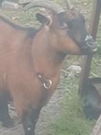 Goat Lentje, Dieren en Toebehoren