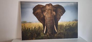 cadre éléphant  beschikbaar voor biedingen