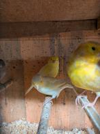 Kanaries te koop, Dieren en Toebehoren