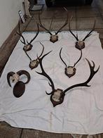 trophée de chasse, Enlèvement, Comme neuf, Cerf, Animal empaillé