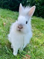 Lief rammetje te koop, Dieren en Toebehoren, Konijnen, Mannelijk, Dwerg, 0 tot 2 jaar
