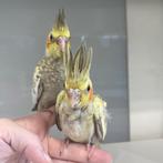 Handtamme baby valkparkieten, Meerdere dieren, Parkiet, Tam