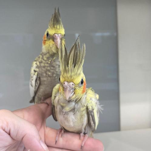 Handtamme baby valkparkieten, Dieren en Toebehoren, Vogels | Parkieten en Papegaaien, Parkiet, Meerdere dieren, Tam