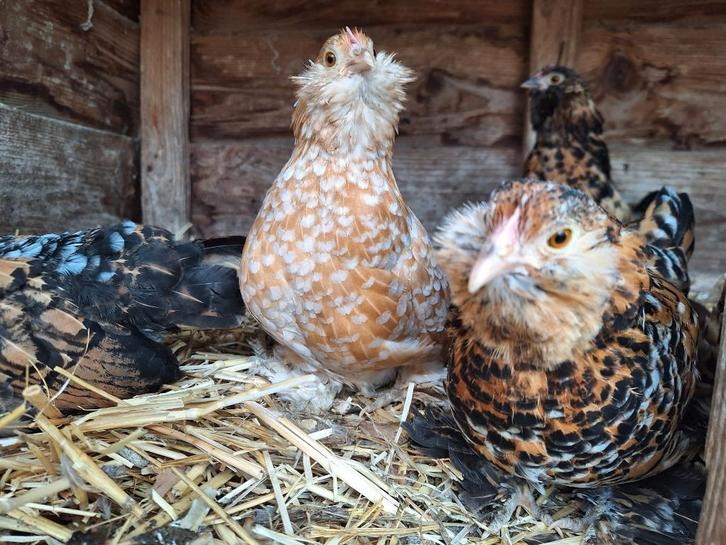 Ukkelse baardkriel losse hennen, Dieren en Toebehoren, Vogels | Overige Vogels, Tam