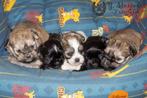 schattige shih tzu pups, beide ouders zijn hier aanwezig, België, CDV (hondenziekte), 8 tot 15 weken, Meerdere