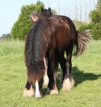 Prachtige jonge Irish cob hengst, Dieren en Toebehoren, Minder dan 160 cm, Gechipt, Niet van toepassing, 0 tot 2 jaar