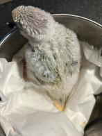 Jonge pyrrhura, Dieren en Toebehoren, Vogels | Parkieten en Papegaaien, Geslacht onbekend, Parkiet, Geringd