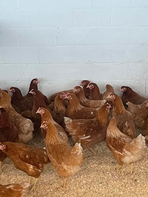 Legkippen, Dieren en Toebehoren, Pluimvee