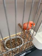Te koop mooi rood popje van 2023 kweek rijp is een mooie, Dieren en Toebehoren, Vogels | Kanaries, Vrouwelijk, Kleurkanarie