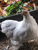 Cochin, Dieren en Toebehoren, Pluimvee, Vrouwelijk, Kip