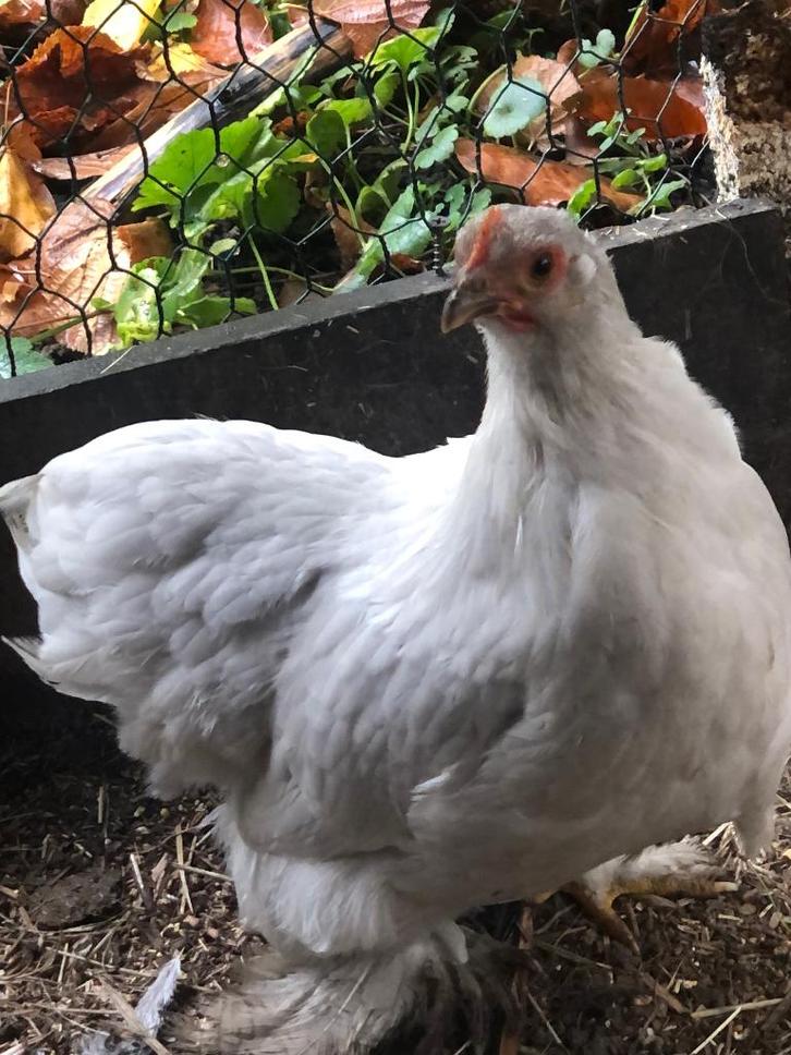 Cochin, Dieren en Toebehoren, Pluimvee, Kip, Vrouwelijk