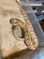 0.1 pastel mojave ultramel, Dieren en Toebehoren, Slang, 3 tot 6 jaar