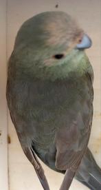 Kakariki Pop 2024