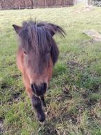 Mini pony hengstje, Dieren en Toebehoren, Pony's