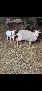 Odessantschaap met lam, Dieren en Toebehoren, Schapen, Geiten en Varkens, Vrouwelijk