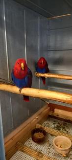 Edel papegaai, Dieren en Toebehoren, Vogels | Parkieten en Papegaaien, Vrouwelijk, Papegaai, Geringd