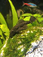 2 kuisers, Dieren en Toebehoren, Vissen | Aquariumvissen