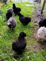 Zijdehoen kippen te koop, Poule ou poulet, Femelle