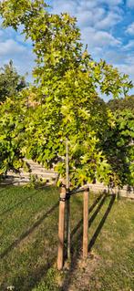 2x Querqus palustris (Moeraseik), Tuin en Terras, Ophalen