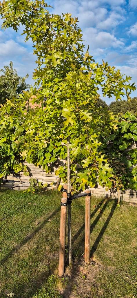 2x Querqus palustris (Moeraseik), Tuin en Terras, Planten | Bomen, Ophalen