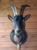 Geit met groot ego, Pim!, Verzamelen, Ophalen of Verzenden