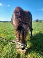 Jonge merrie en hengst., Dieren en Toebehoren, Pony's, Hengst