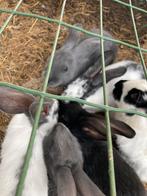 Vlaamse reus, Dieren en Toebehoren, Konijnen