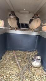 Kookaburra, Ophalen of Verzenden, Nieuw