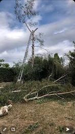 Élagage et abattage tout types d'arbres, Ophalen of Verzenden
