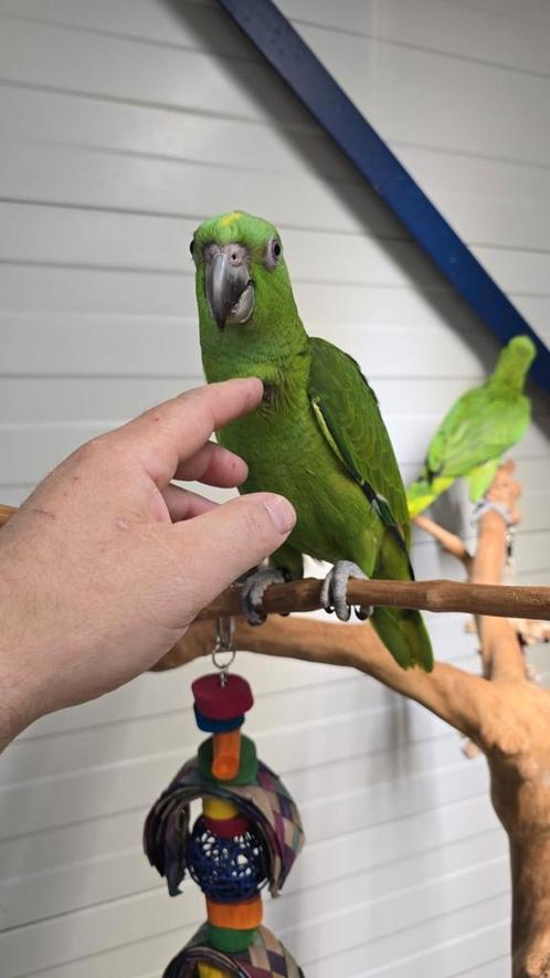 Tamme baby Geelnekamazones, een van beste praters, Dieren en Toebehoren, Vogels | Parkieten en Papegaaien, Papegaai, Meerdere dieren