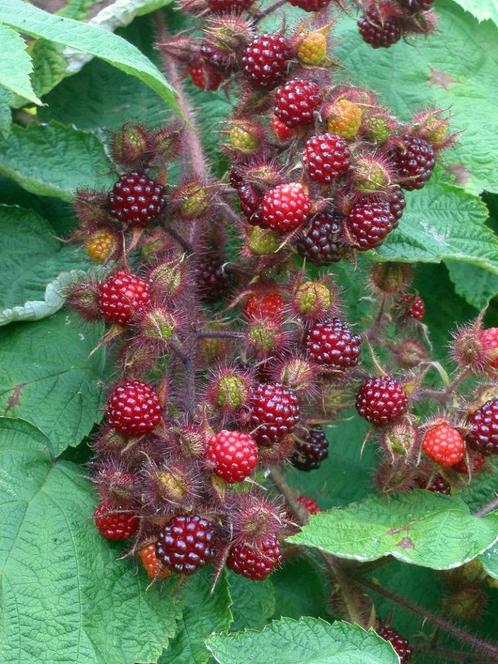 Japanse wijnbes, Tuin en Terras, Planten | Tuinplanten, Vaste plant, Fruitplanten, Halfschaduw, Zomer, Ophalen