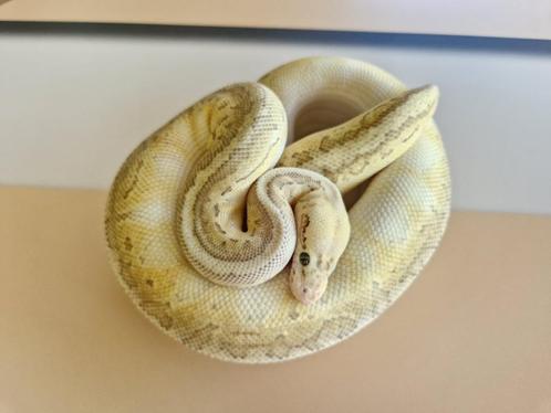 Super Pastel Lesser Pinstripe het Clown vrouw, Dieren en Toebehoren, Reptielen en Amfibieën, Slang, 3 tot 6 jaar