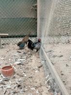 Fazanten: Koppel witkuiffazanten, Dieren en Toebehoren, Pluimvee, Meerdere dieren, Overige soorten