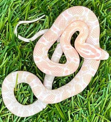 Korenslang 3 maand, soort: Salmon Snow (heel roze !) beschikbaar voor biedingen