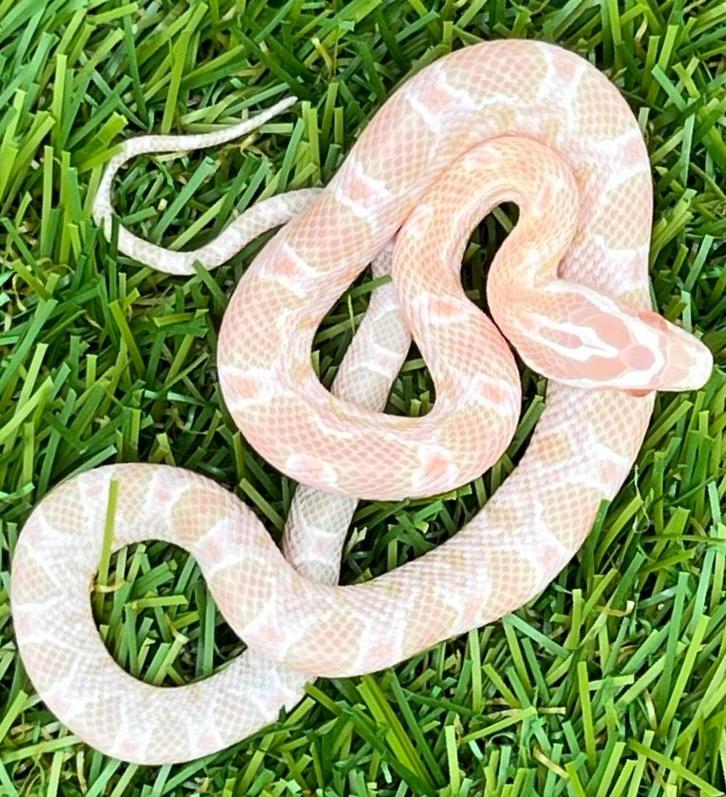 Korenslang 3 maand, soort: Salmon Snow (heel roze !), Dieren en Toebehoren, Reptielen en Amfibieën, Slang, 0 tot 2 jaar, Tam